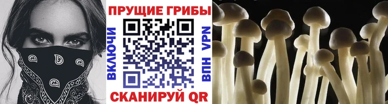 где найти Козьмодемьянск Псилоцибиновые грибы Psilocybe